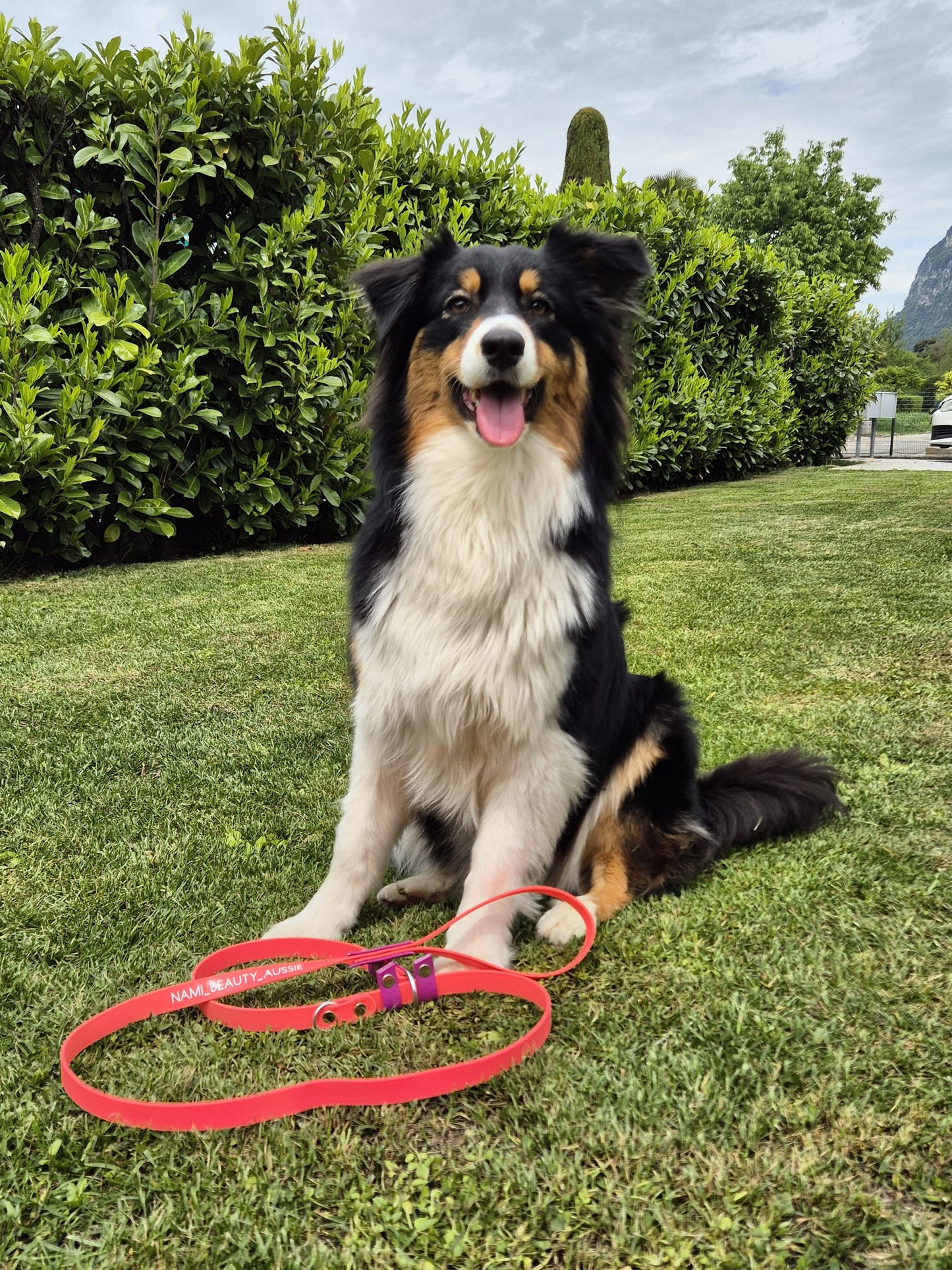 GUINZAGLIO RETRIEVER